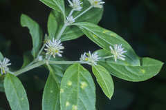 Alternanthera pubiflora