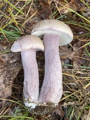 Tylopilus violatinctus