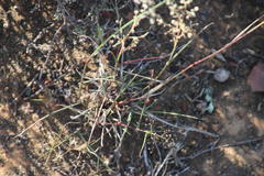 Eragrostis obtusa