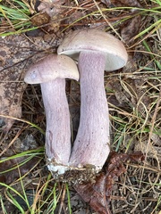 Tylopilus violatinctus