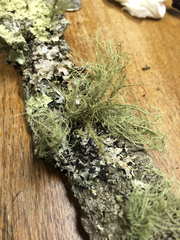 Usnea mutabilis