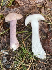 Tylopilus violatinctus