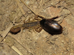 Centruroides hoffmanni