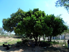 Ehretia tinifolia