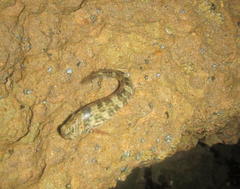 Istiblennius dussumieri