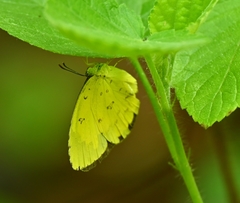 Eurema hecabe