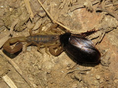 Centruroides hoffmanni