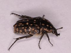 Oxythyrea testaceoguttata