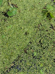 Lemna gibba