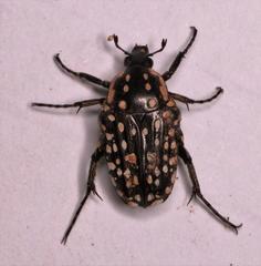 Oxythyrea testaceoguttata