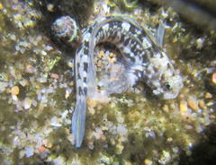 Istiblennius dussumieri