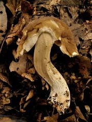 Boletus nobilis
