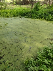 Lemna gibba