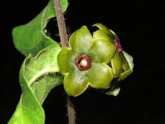 Macroscepis diademata