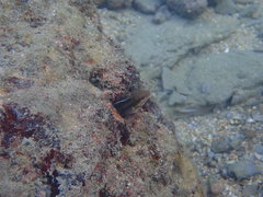 Petroscirtes breviceps