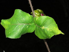 Macroscepis diademata