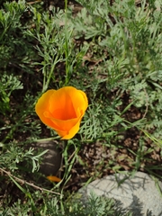 Eschscholzia californica