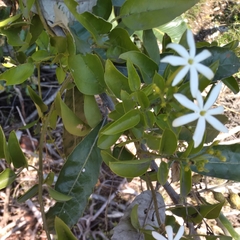 Jasminum multipartitum