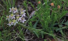 Asclepias multicaulis