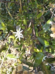Jasminum multipartitum