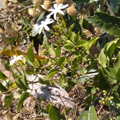 Jasminum multipartitum