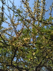 Vachellia robusta