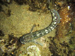Istiblennius dussumieri