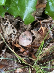 Tylopilus violatinctus