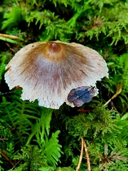Cortinarius flexipes
