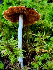 Cortinarius flexipes