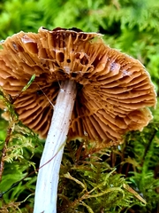 Cortinarius flexipes