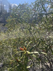 Colliguaja integerrima