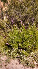 Trichostema lanatum
