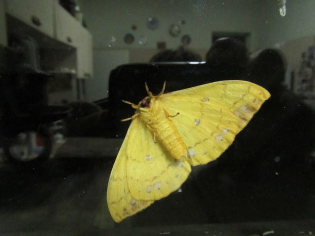 Tagoropsis