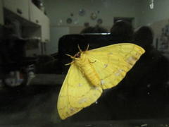 Tagoropsis flavinata