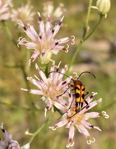 Cerambycidae image