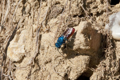 Chrysis inaequalis
