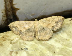 Scopula pulchellata rufinubes