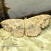 Scopula addictaria rufinubes - Photo (c) Christine Sydes,  זכויות יוצרים חלקיות (CC BY-NC), הועלה על ידי Christine Sydes