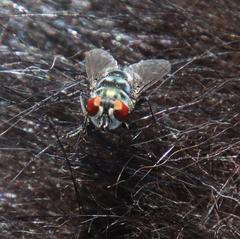 Chrysomya chloropyga