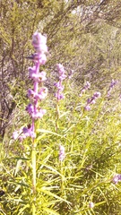 Trichostema lanatum