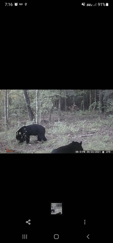 American Black Bear photographed in Arkansas
