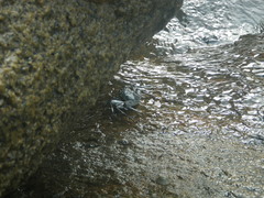 Grapsus tenuicrustatus