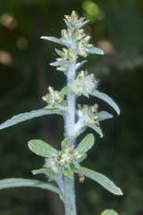 Gnaphalium polycaulon