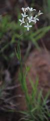 Kohautia amatymbica