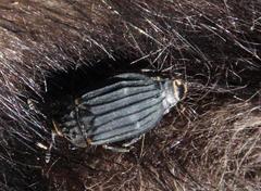 Thanatophilus capensis