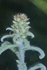 Gnaphalium polycaulon