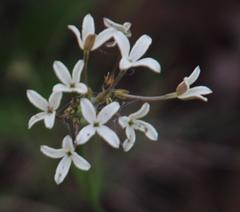 Kohautia amatymbica