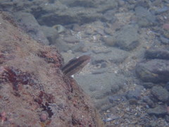 Petroscirtes breviceps