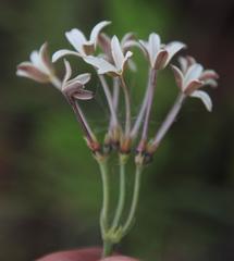 Kohautia amatymbica